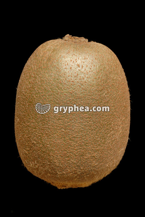 Kiwi (Actinidia deliciosa) - fruit - gryphea.org